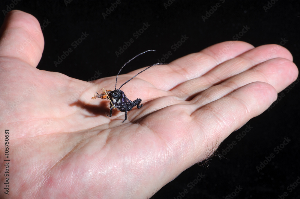 Miniature of insect playing violin. Handcrafted process. Craftsman holding miniature on his hand. Macro detail shot. Miniature of insect playing violin. Handcrafted process. Craftsman holding miniature on his hand. Macro detail shot.
