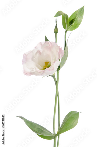 Beauty light  pink flower isolated on white. Eustoma