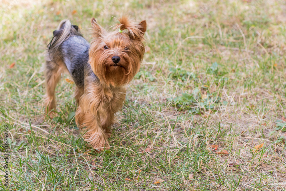 Yorkshire terrier looking in camera on a spring grass field. Yorkshire terrier looking in camera on a spring grass field.