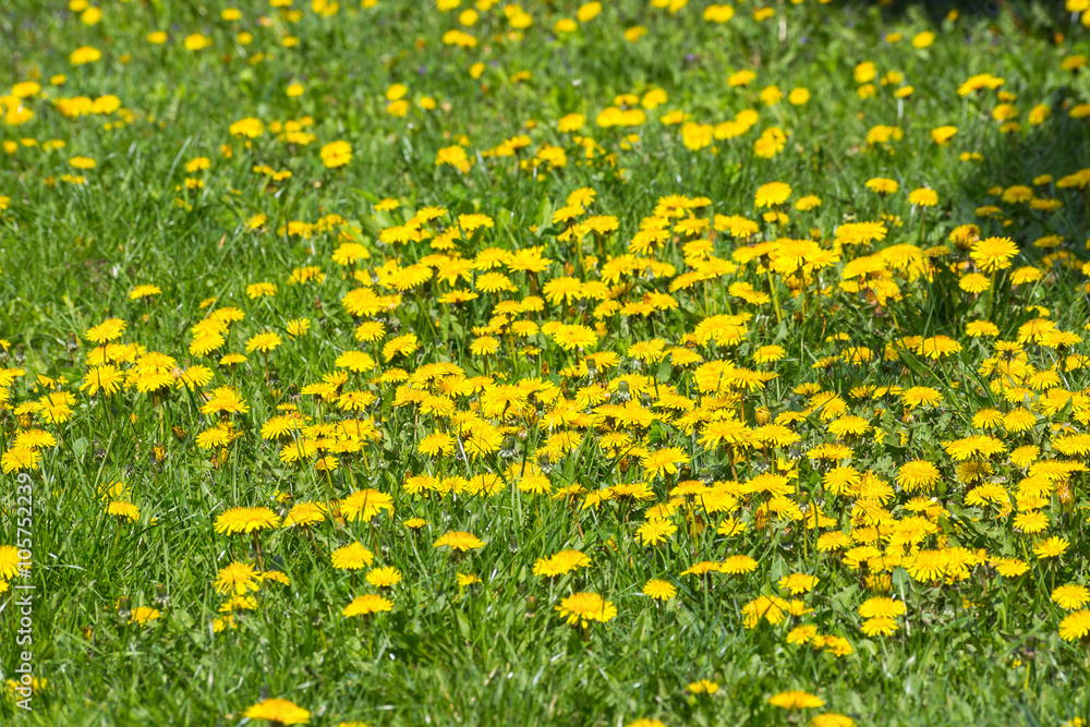 Spring background with a meadow full of dandelions.