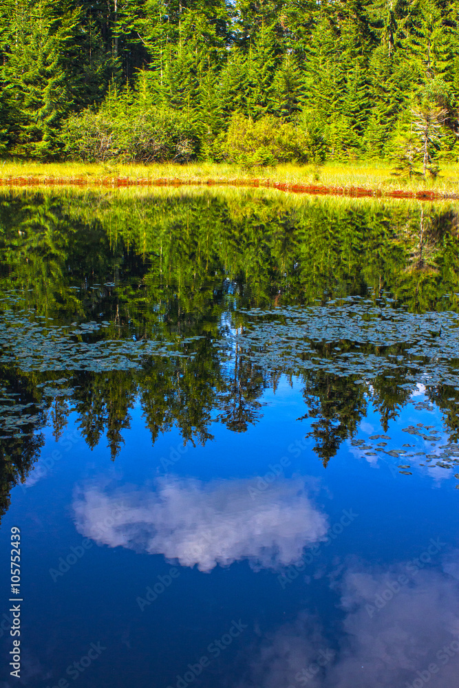 Landscape of beautiful lake and softwood forest Landscape of beautiful lake and softwood forest