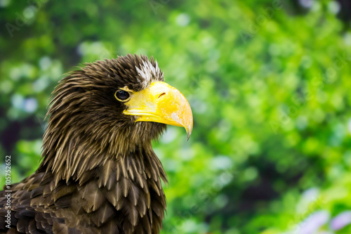 head shot photo of eagle on green background