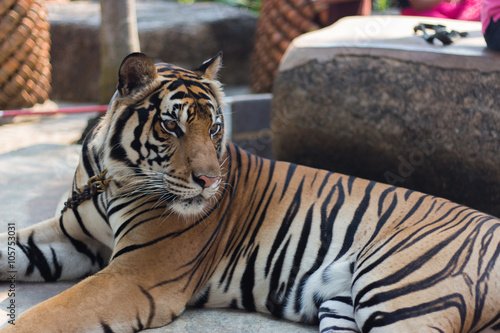 Tiger in public zoo