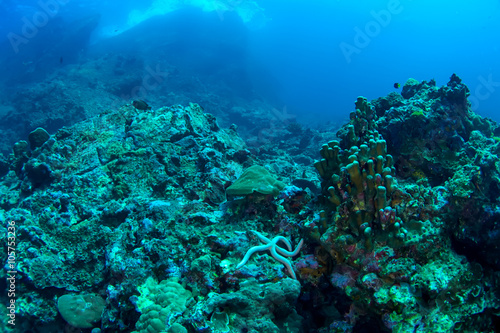 Starfish resting onthe rocks of tropical reef. © kondratuk