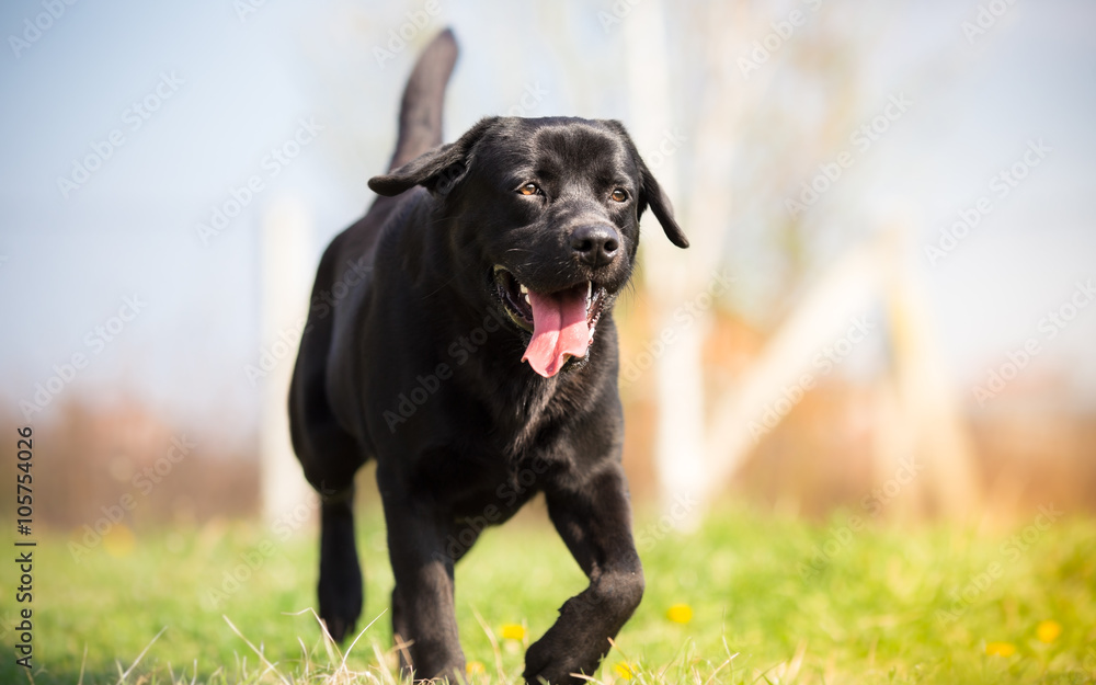 Black labrador dog running in the park Black labrador dog running in the park