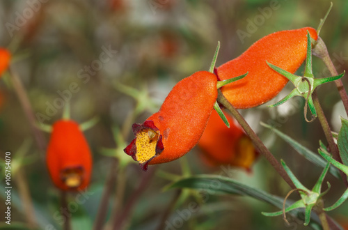 Gesneriaceae or Secmannia latifolia fitsch for pattern photo