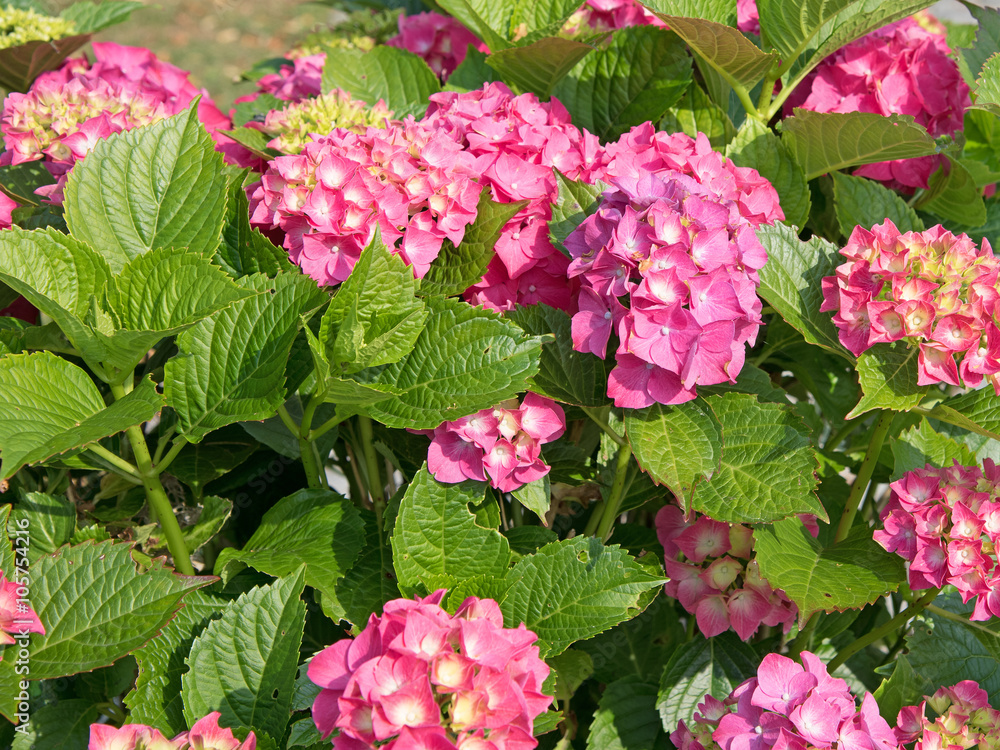 Fototapeta premium Hortensien, Hydrangea