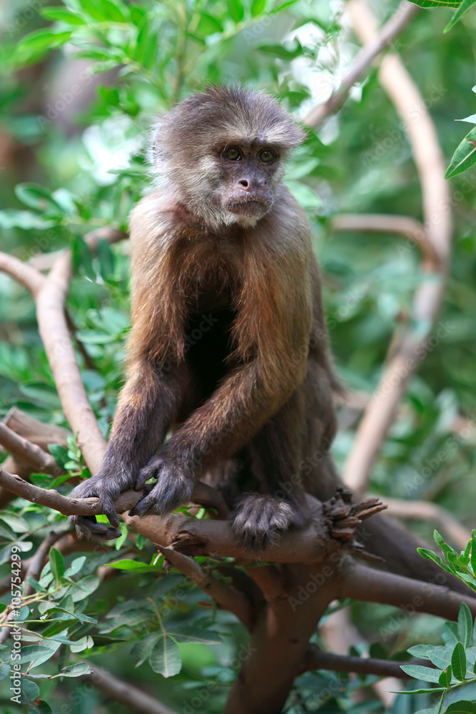capuchin capuchin