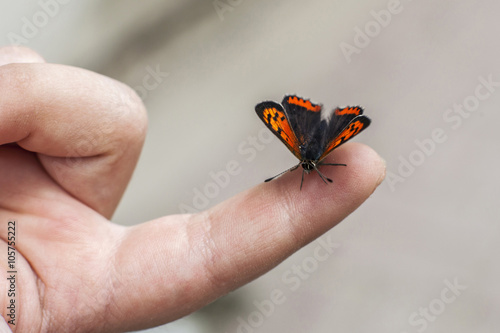 butterfly standing on a chldren΄s finger photo