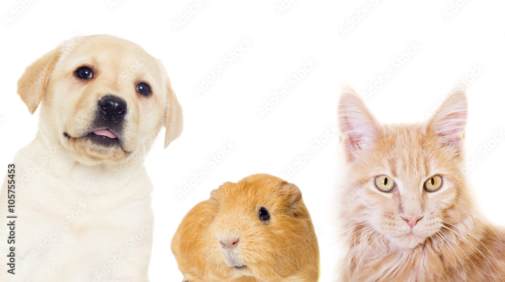 kitten and puppy on a white background isolated kitten and puppy on a white background isolated