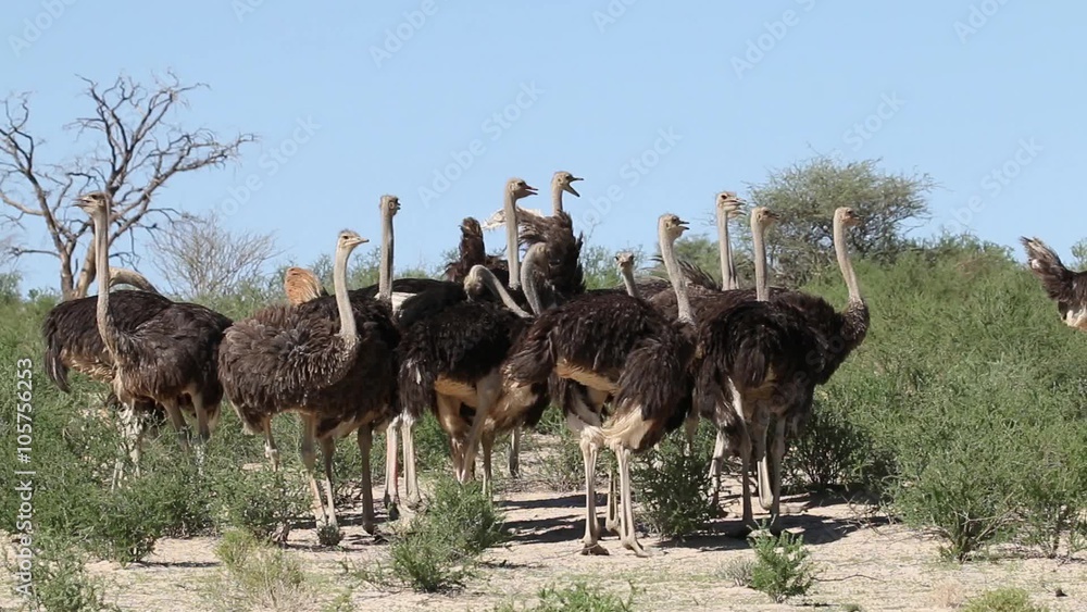 Group of ostriches (Struthio camelus) in natural habitat, Kalahari