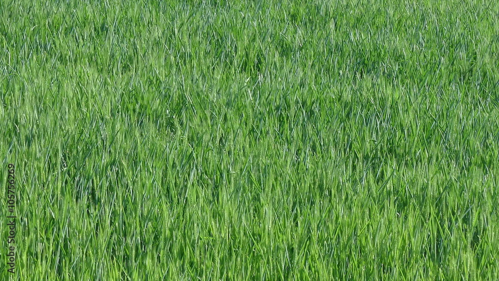 Green wheat plant field, moving at breeze, agricultural HD zoom out footage Green wheat plant field, moving at breeze, agricultural HD zoom out footage