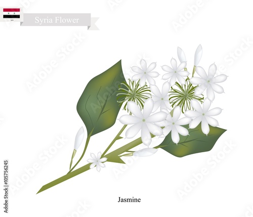 White Jasmine, The National Flower of Syria