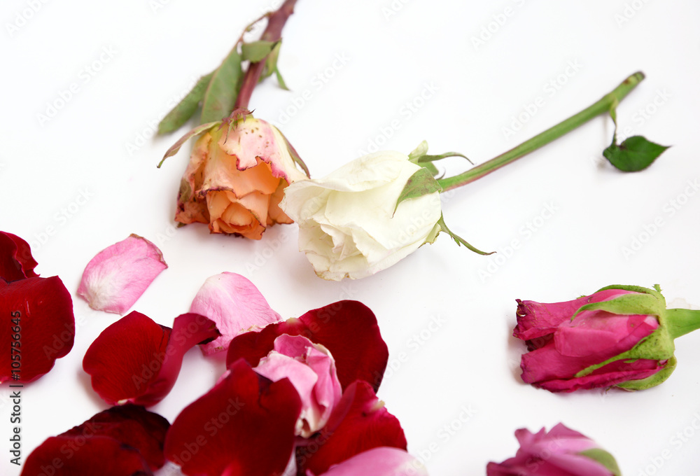 Assorted roses and petals on white background Assorted roses and petals on white background