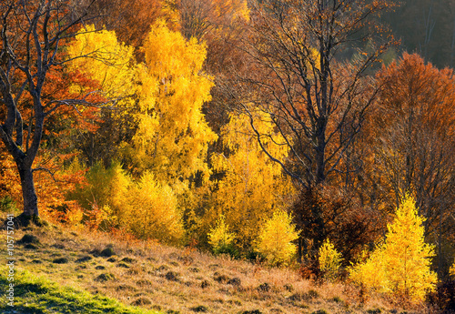 Golden autumn in mountain. © wildman