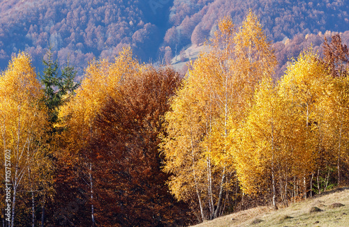 Golden autumn in mountain.