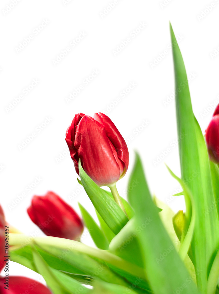 fresh, multicolored tulips, isolated on white background. fresh, multicolored tulips, isolated on white background.