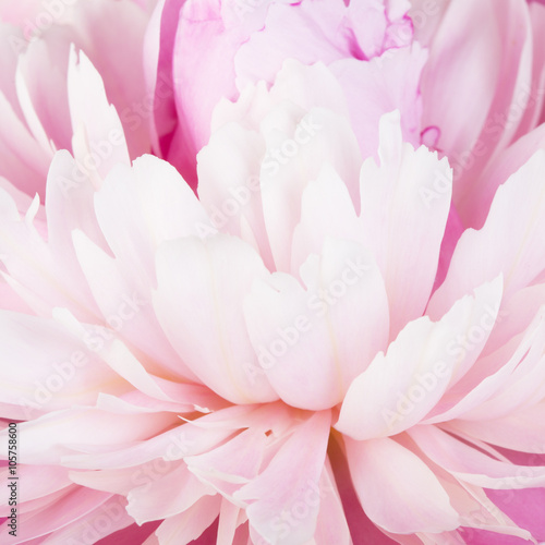 Pink petals of a peony close up as a background for design