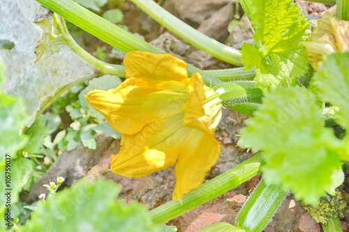 flowering zucchini in the vegetable garden  
