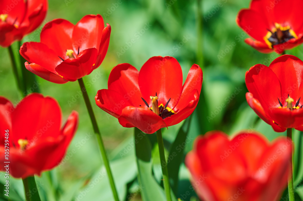red flower tulip closeup in field