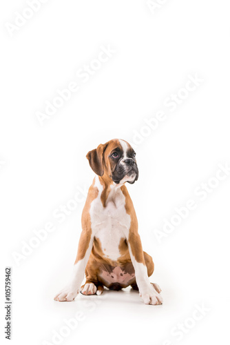 German boxer puppy © Ivan Zivkovic