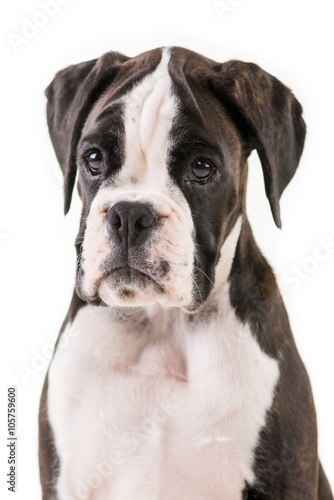German boxer puppy © Ivan Zivkovic