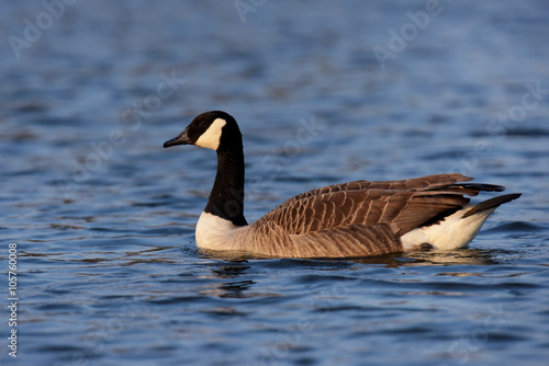 Canada Goose, Branta canadensis