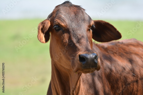 Cow, bulls, pet ,