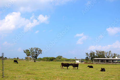 竹富島の石垣牛
