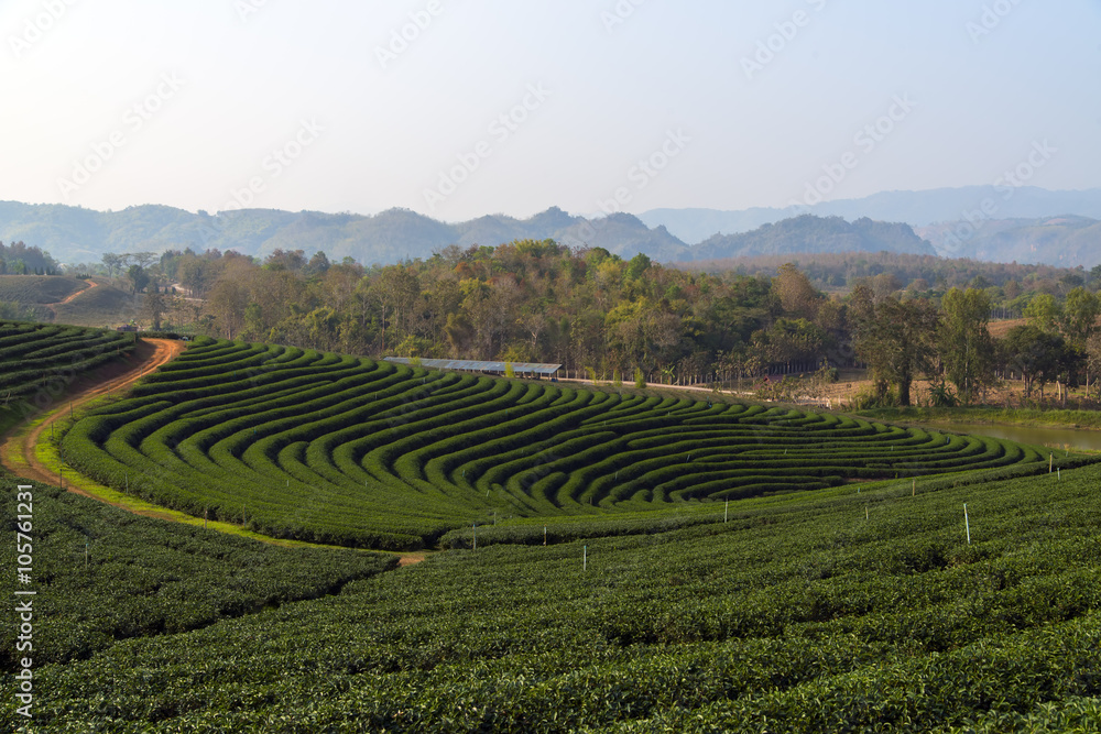 Tea Plantations near Chiang Rai