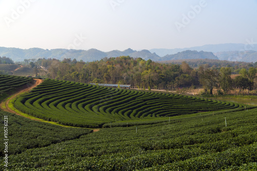 Tea Plantations near Chiang Rai