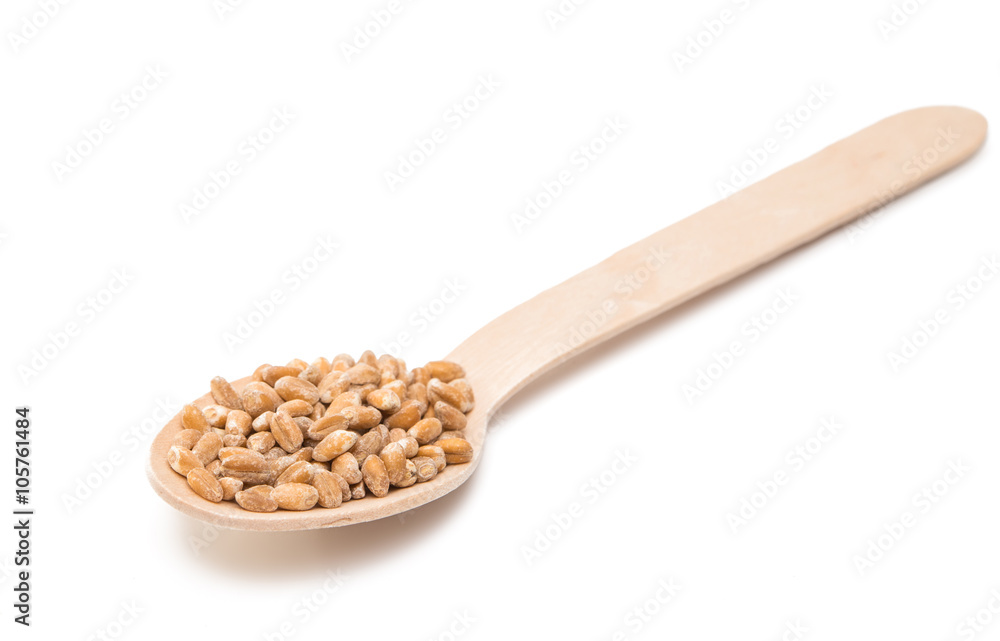 wheat in a wooden spoon isolated wheat in a wooden spoon isolated