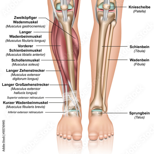 Anatomie Unterschenkel Illustration in deutsch