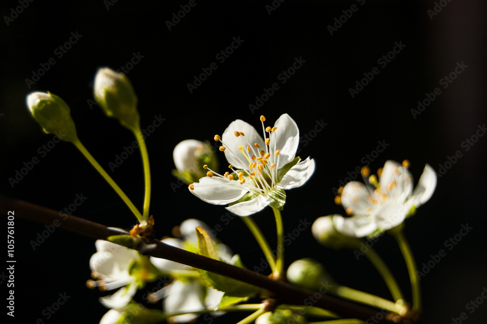 White Flowers backlit diagonal White Flowers backlit diagonal