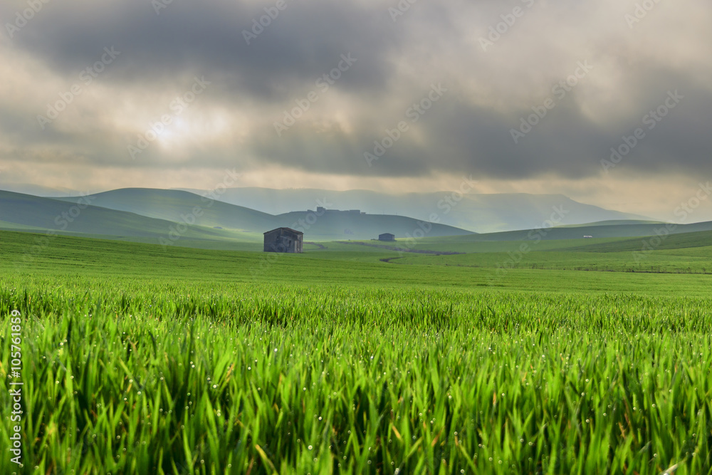 SPRINGTIME.Between Apulia and Basilicata.Hilly landscape with corn field immature, dominated by cloudsIn the background farmhouses shrouded in haze.ITALY SPRINGTIME.Between Apulia and Basilicata.Hilly landscape with corn field immature, dominated by cloudsIn the background farmhouses shrouded in haze.ITALY