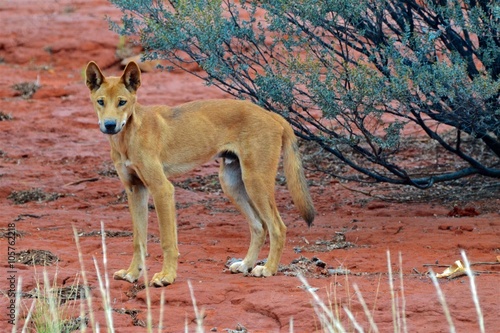 Dingo im Australischen Outback photo