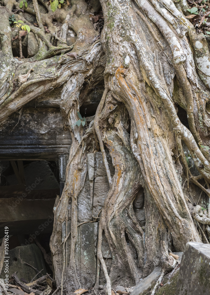 Hidden face in the roots on  Ta Prohm Temple, Cambodia