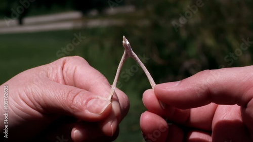 Wishbone Breaking in Super Slow Motion with female and male hands. From a Chicken.