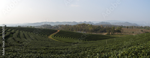 Fototapeta Naklejka Na Ścianę i Meble -  Tea Plantations near Chiang Rai