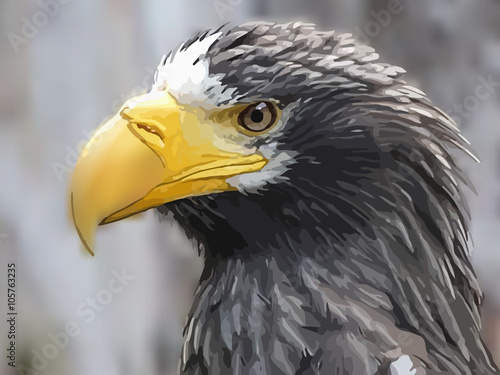 Steller's sea eagle on blurred background vector