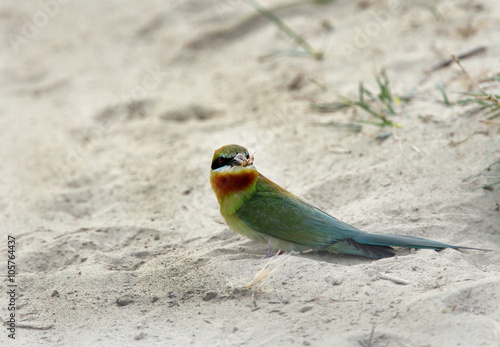 Blue tailed bee eater on sand  photo