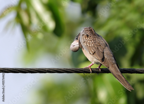  spotted dove preening