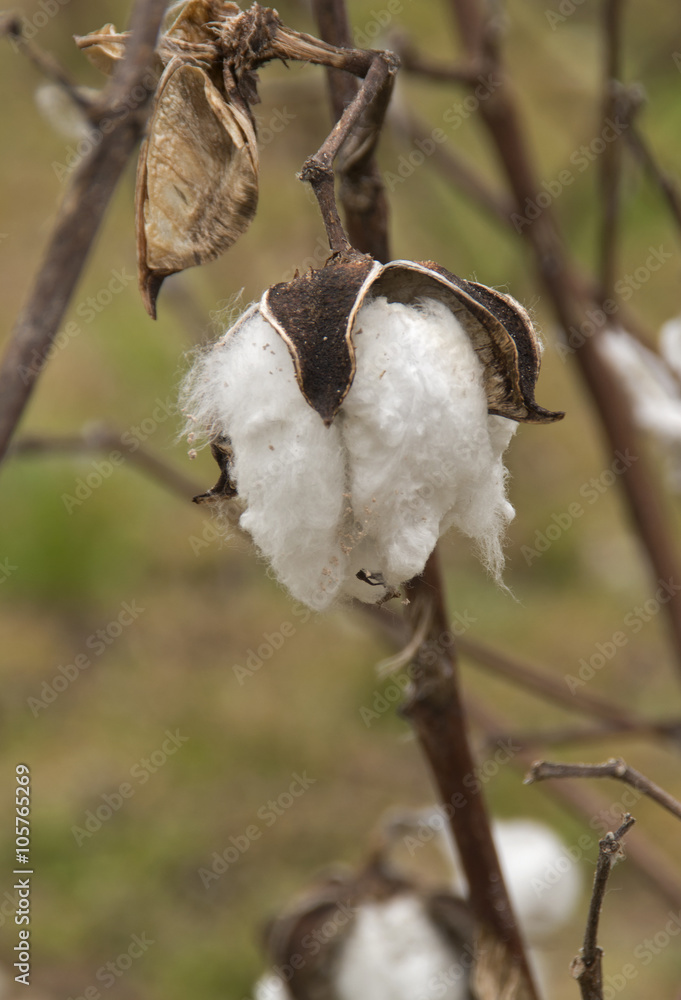 Lefter Over Cotton Boll Lefter Over Cotton Boll
