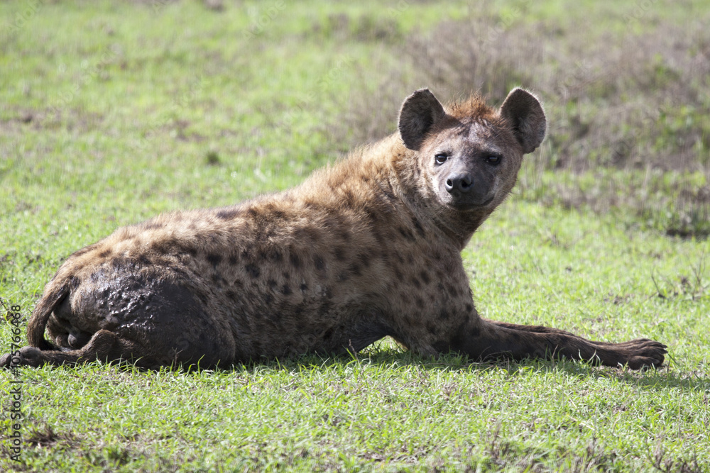 Fototapeta premium Hyaena lying on ground.