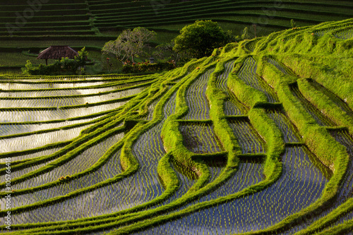 Green Terraced Rice Field in Bali, Indonesia