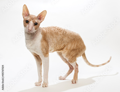 Domestic cat breed the Cornish Rex © Okssi