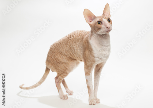 Принти на полотні Domestic cat breed the Cornish Rex