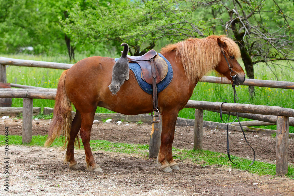 horse and cat