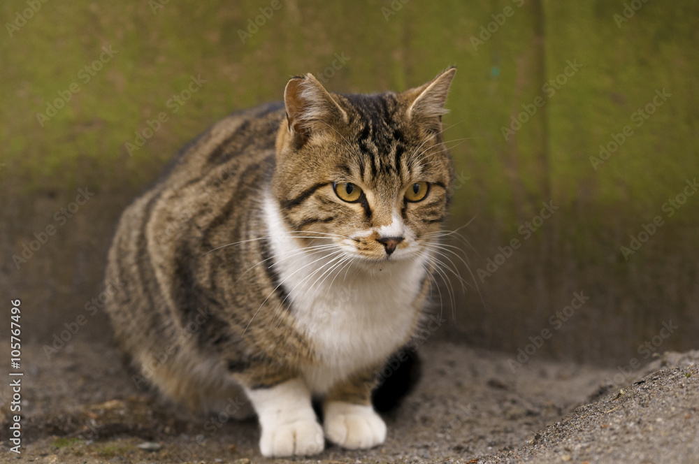 猫 猫