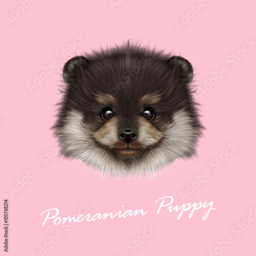 Pomeranian Spitz dog vector illustrated portrait.
